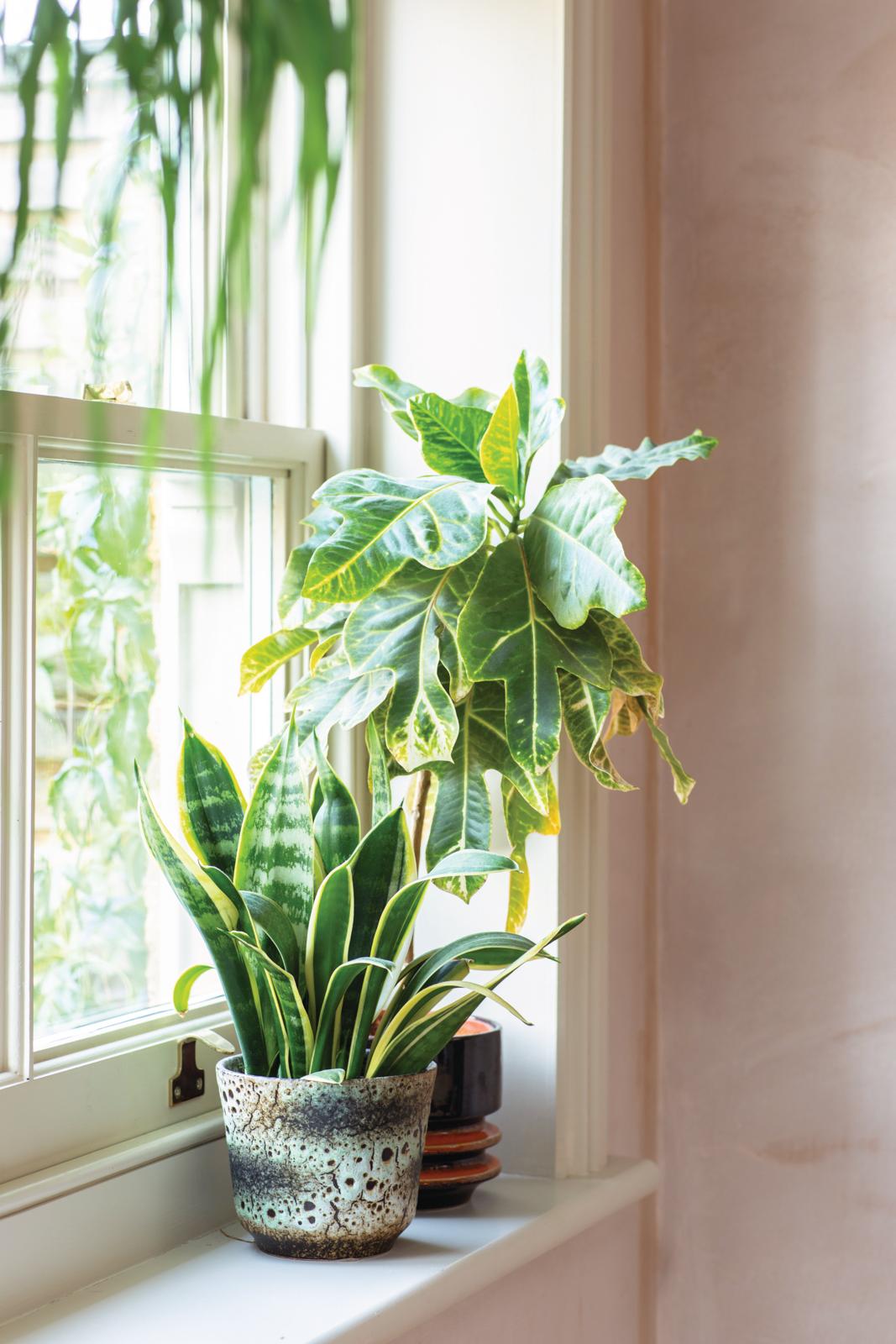 House plants displayed in West German Fat Lava pots