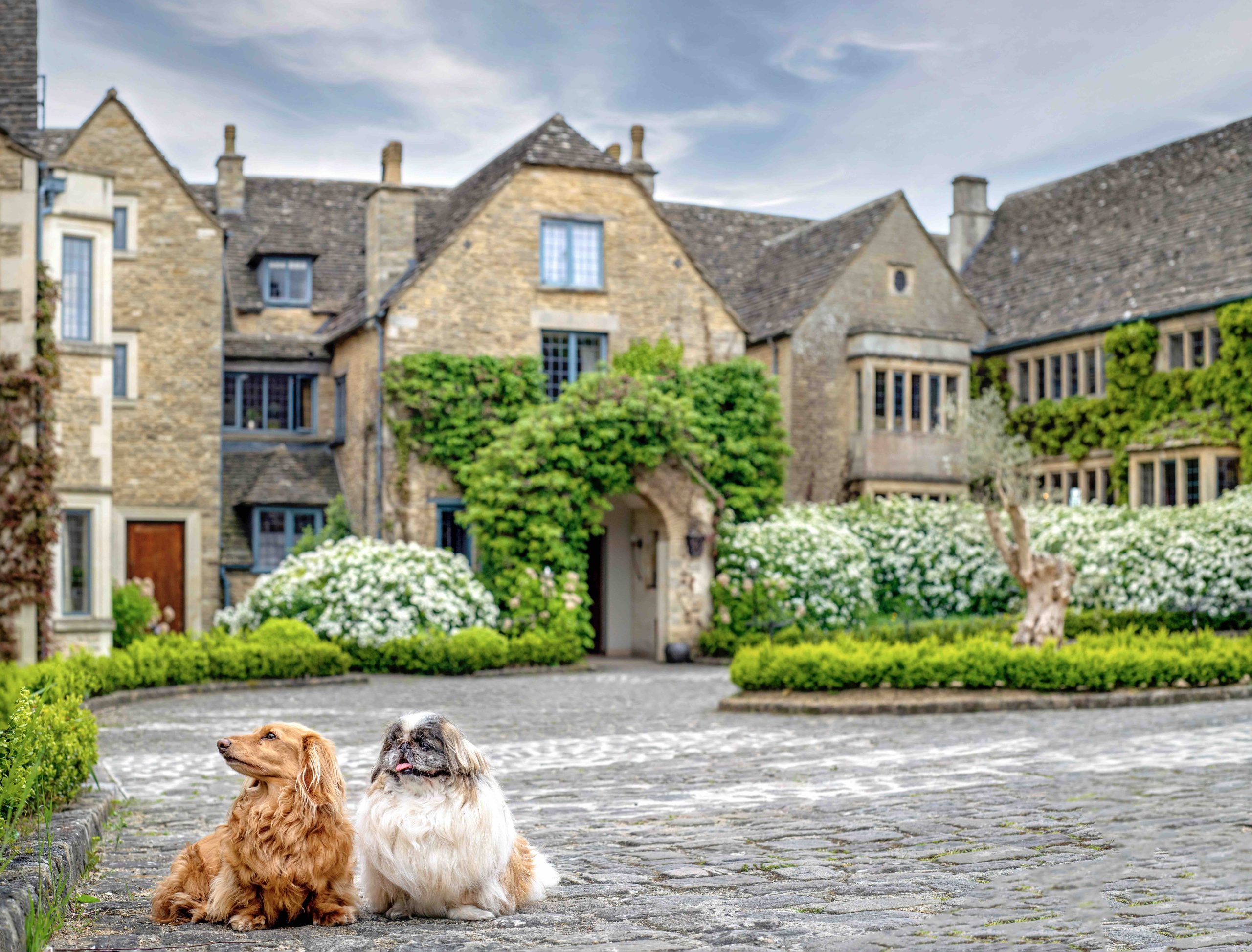 Two small dogs sat outside Whatley Manor Hotel
