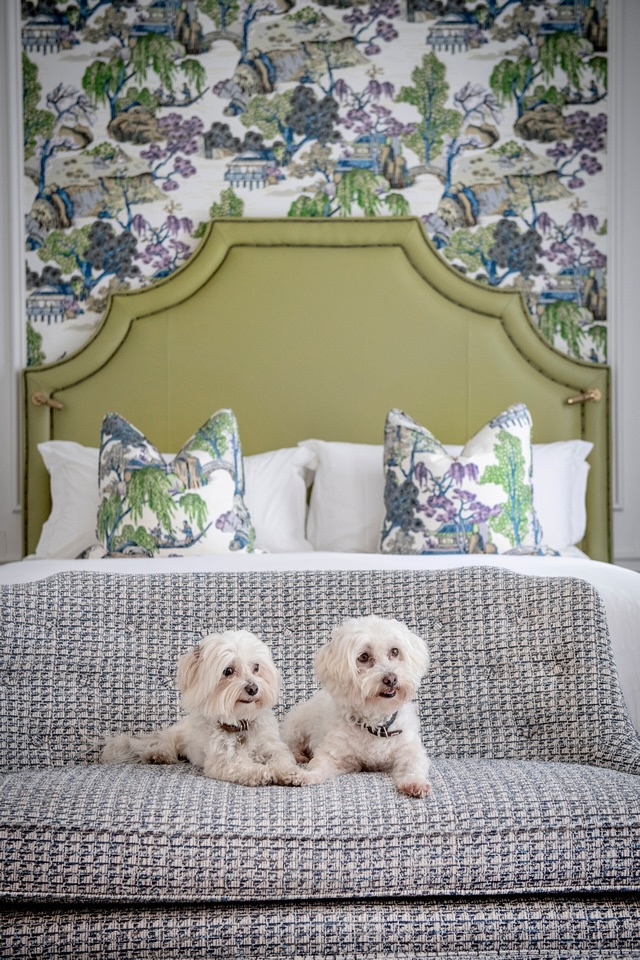 Two small white dogs on a hotel bed