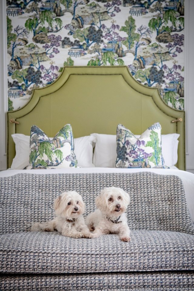 Two small white dogs on a hotel bed