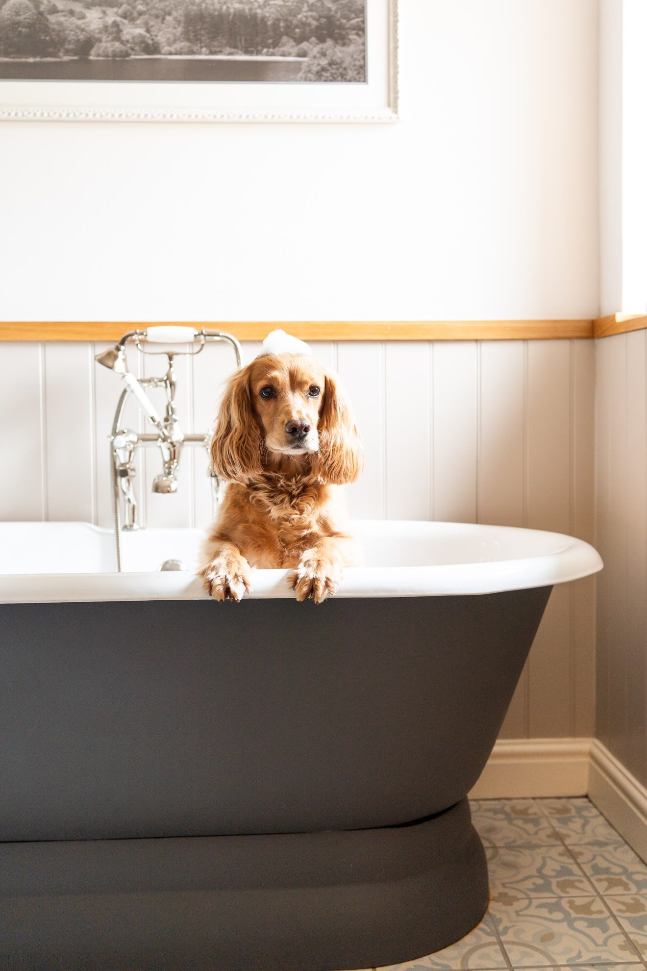 Dog in roll top bathtub