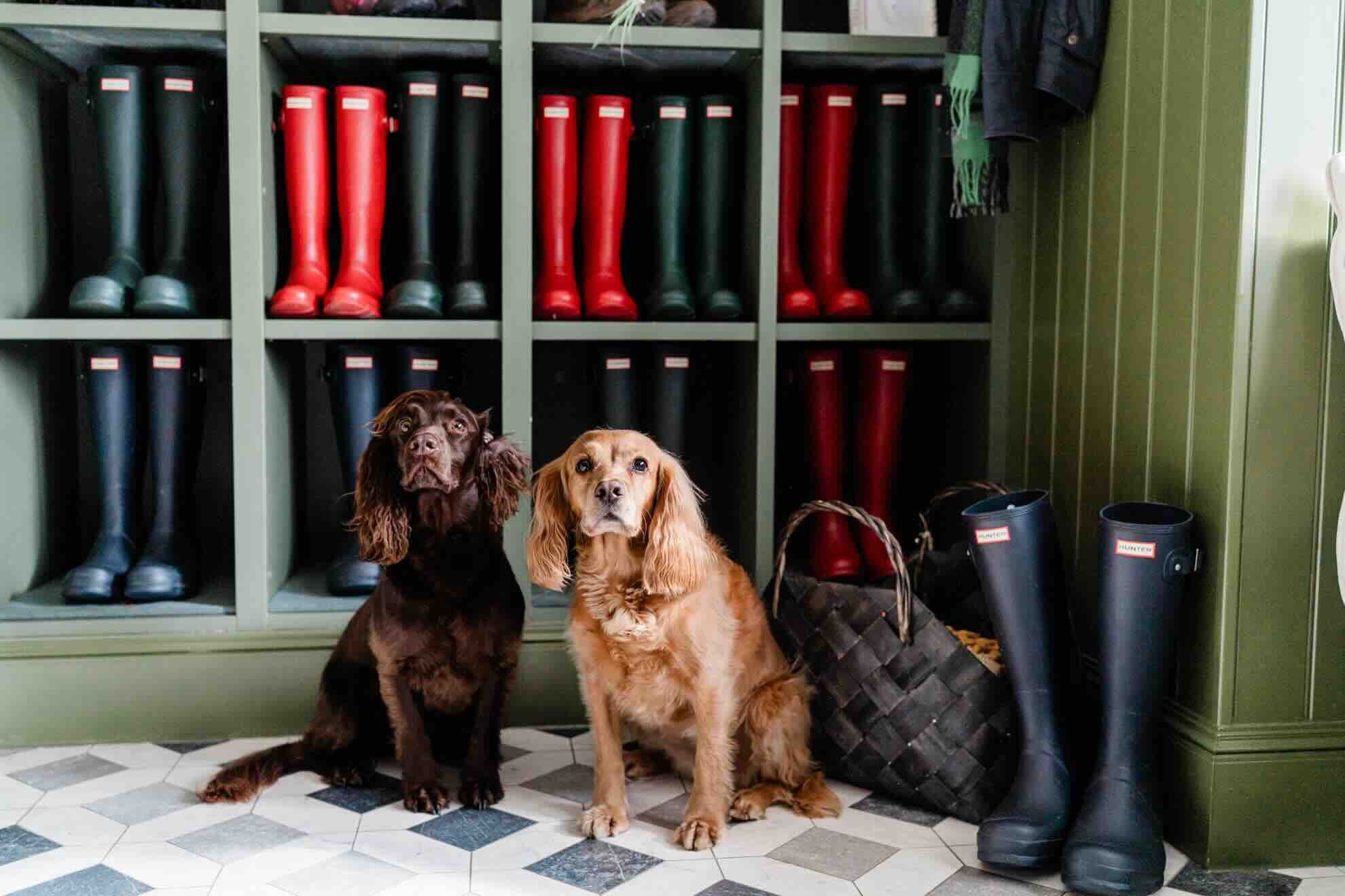 Two dogs sat in front of shelves of wellie boots
