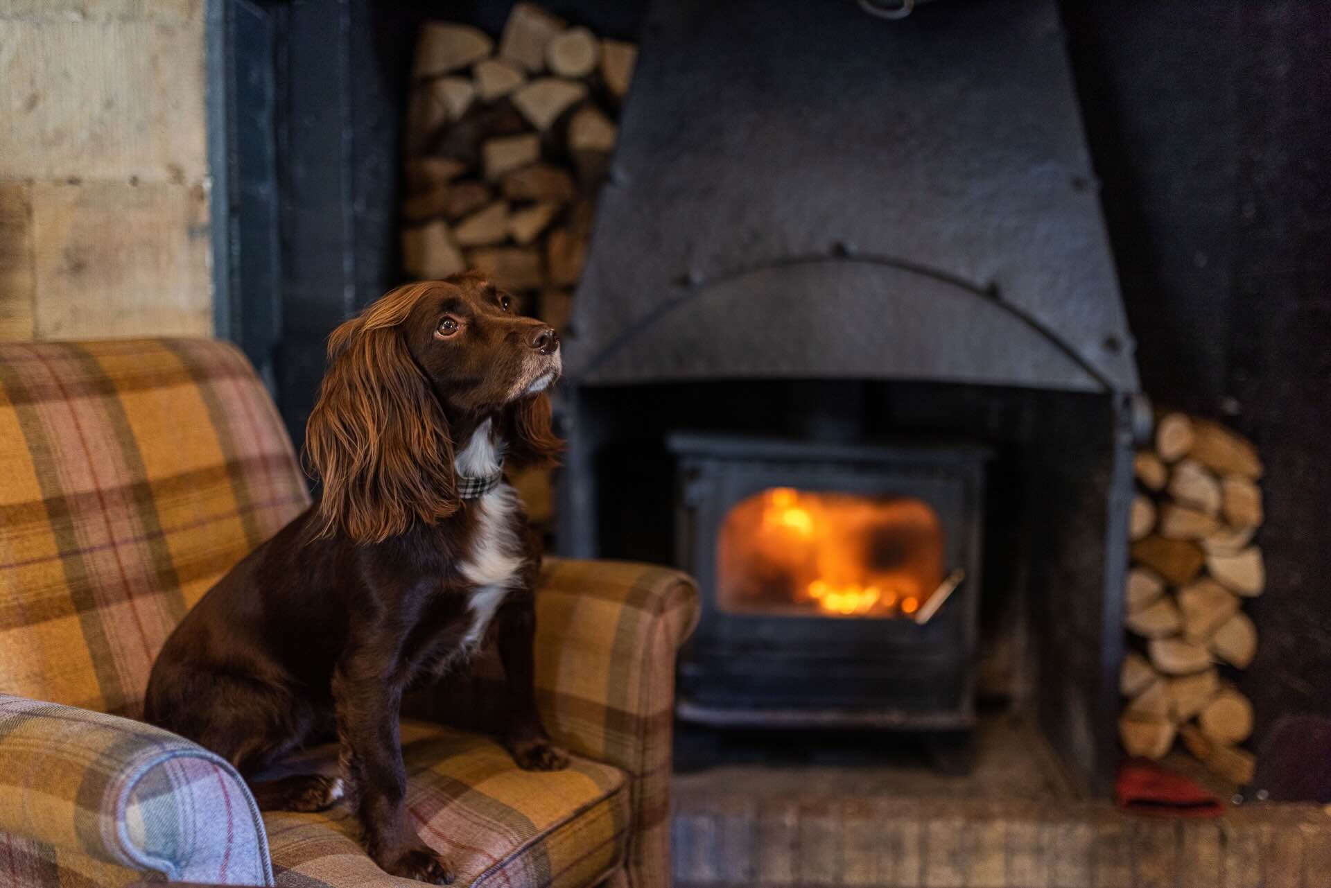 Spaniel sat in front of a log burner